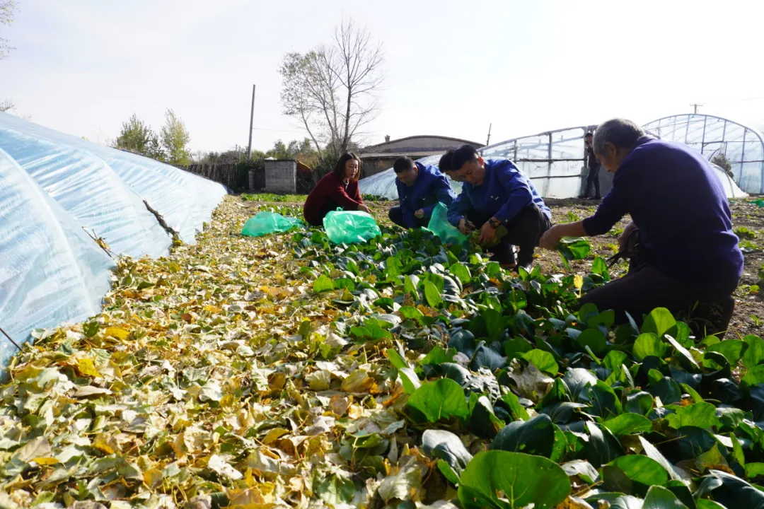 女人与公狍交酡女免费