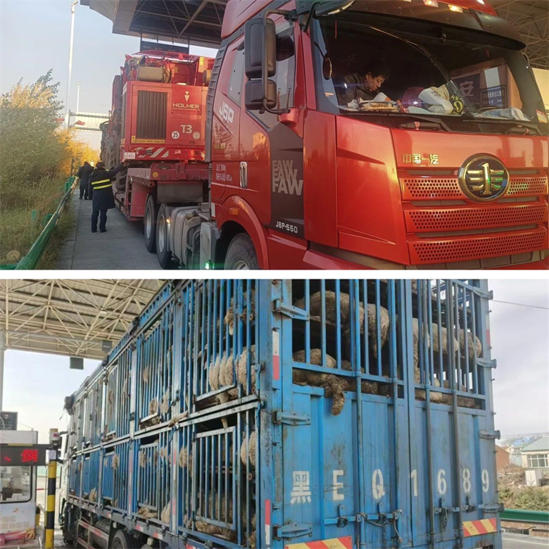 女人与公狍交酡女免费