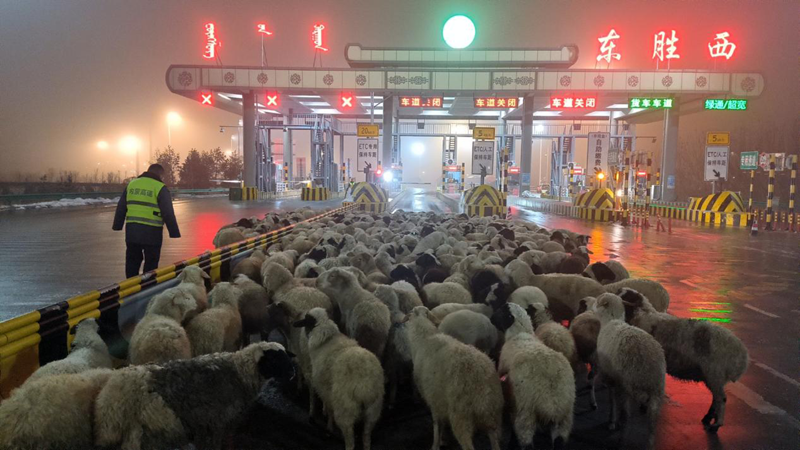 女人与公狍交酡女免费