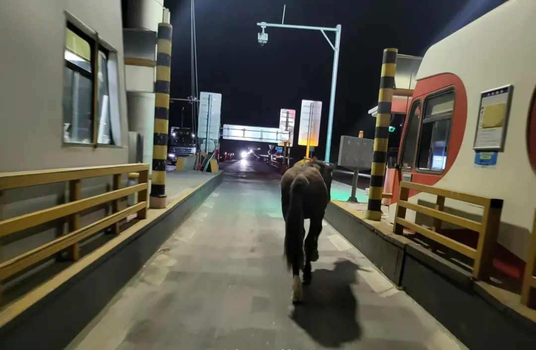 女人与公狍交酡女免费