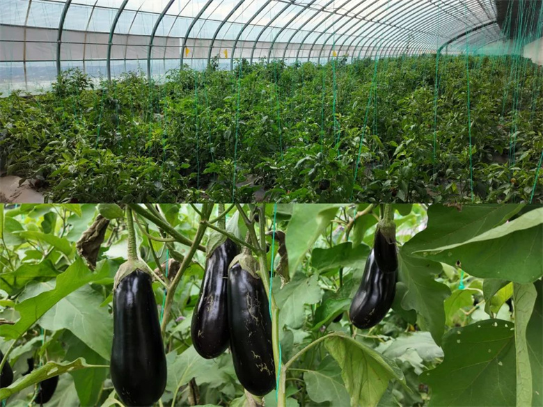 女人与公狍交酡女免费