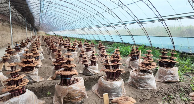 女人与公狍交酡女免费