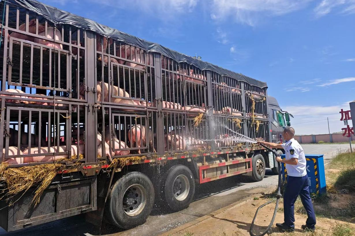 女人与公狍交酡女免费