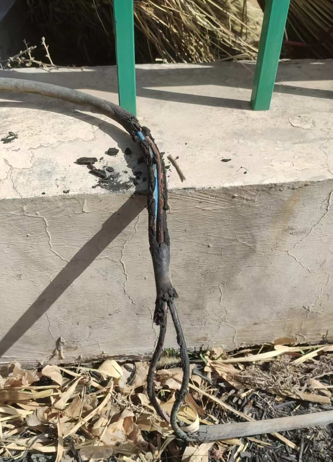 女人与公狍交酡女免费