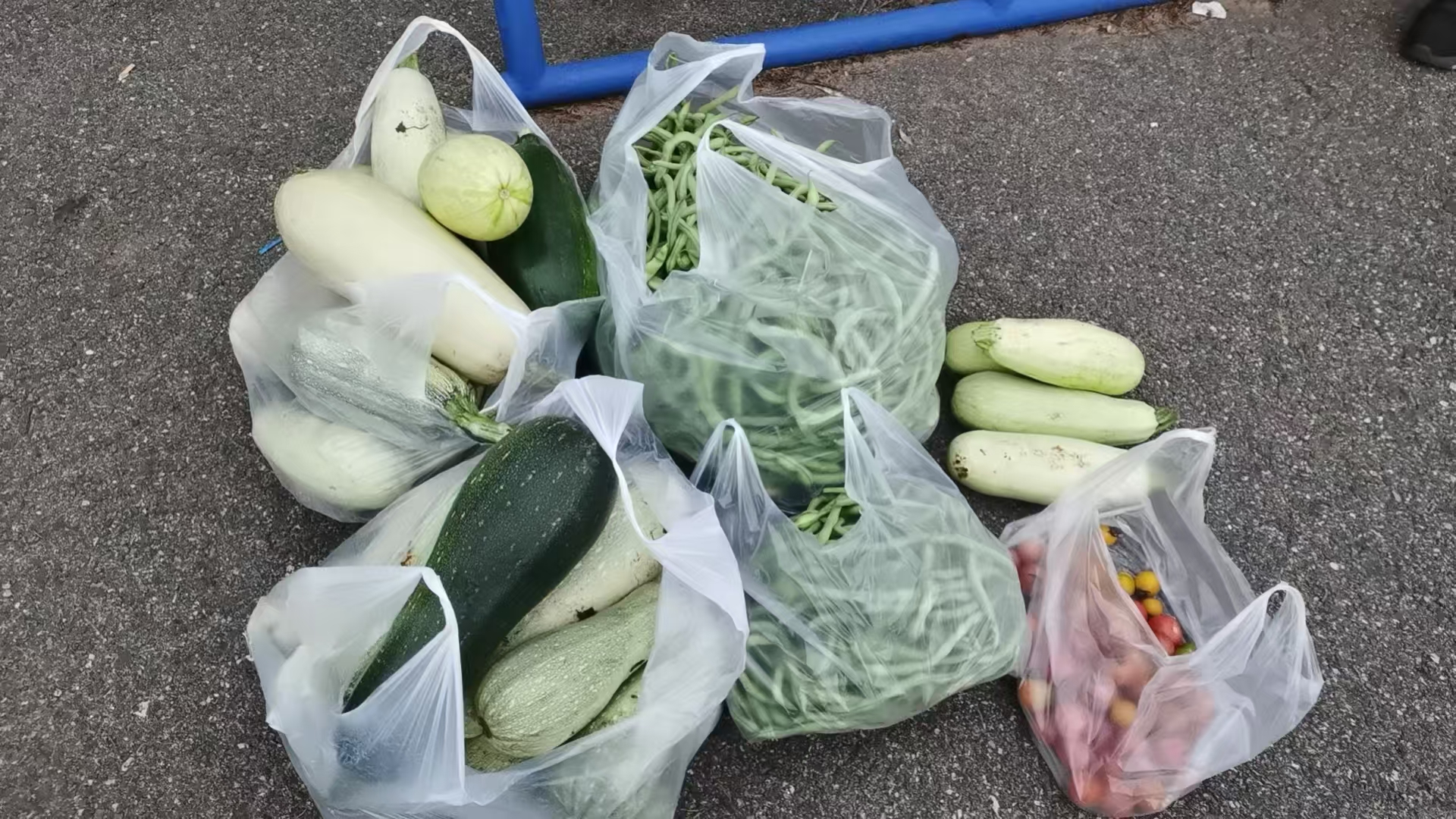 女人与公狍交酡女免费