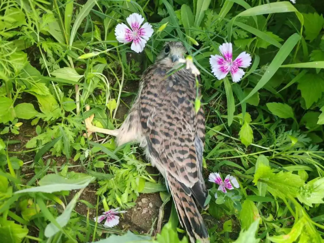 女人与公狍交酡女免费