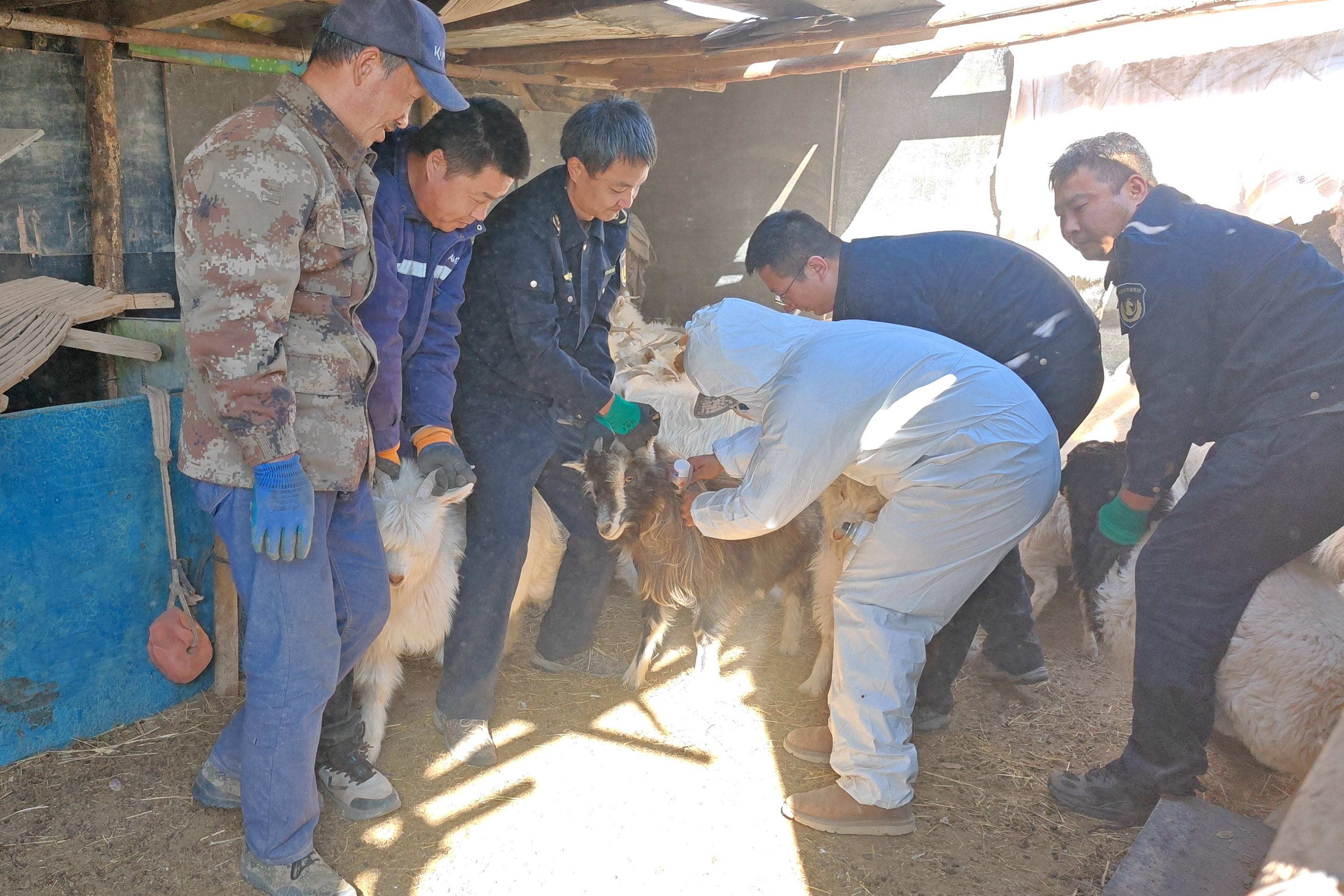 女人与公狍交酡女免费