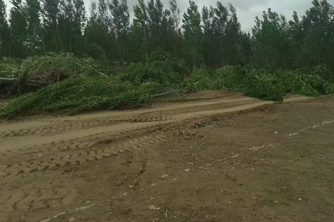 女人与公狍交酡女免费