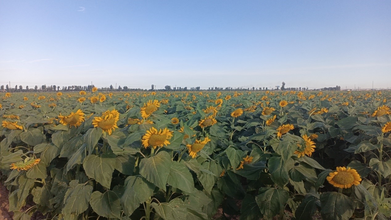 女人与公狍交酡女免费