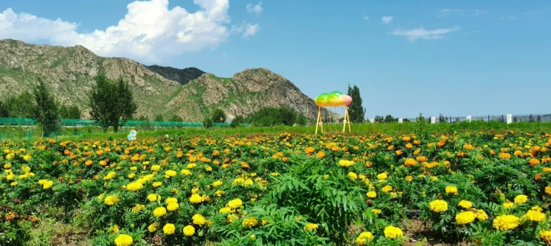 女人与公狍交酡女免费