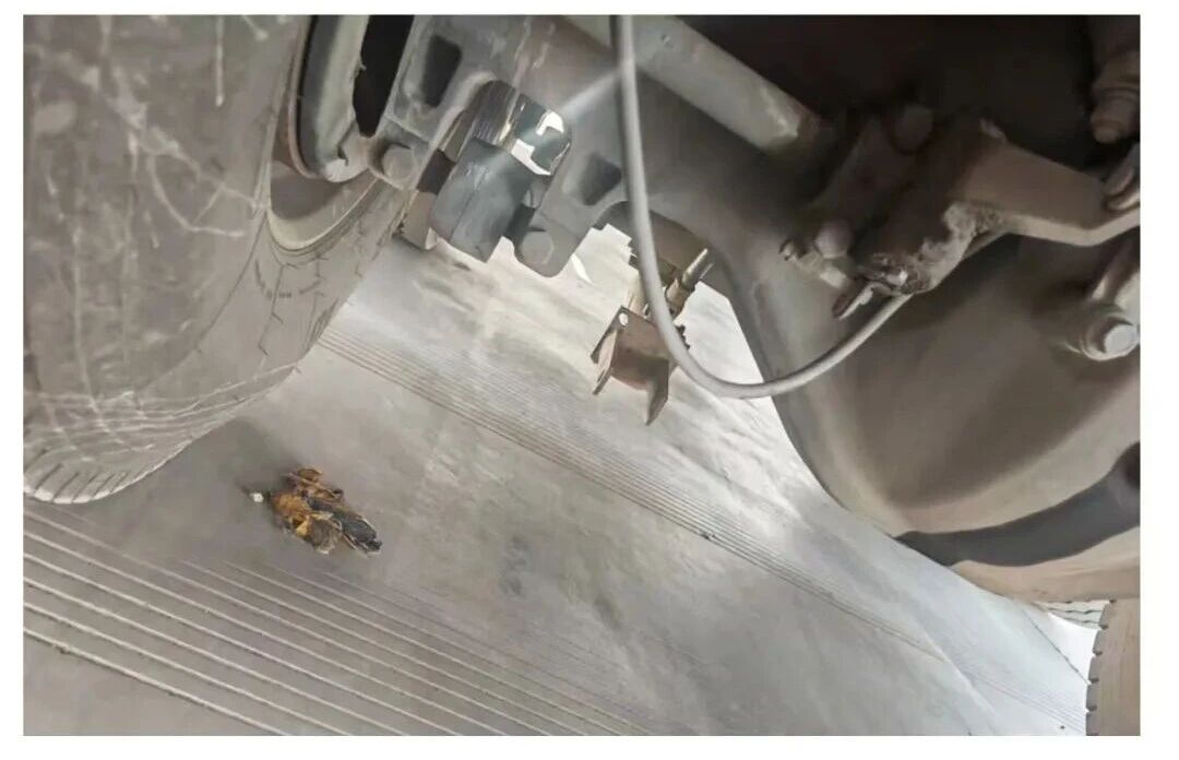 女人与公狍交酡女免费