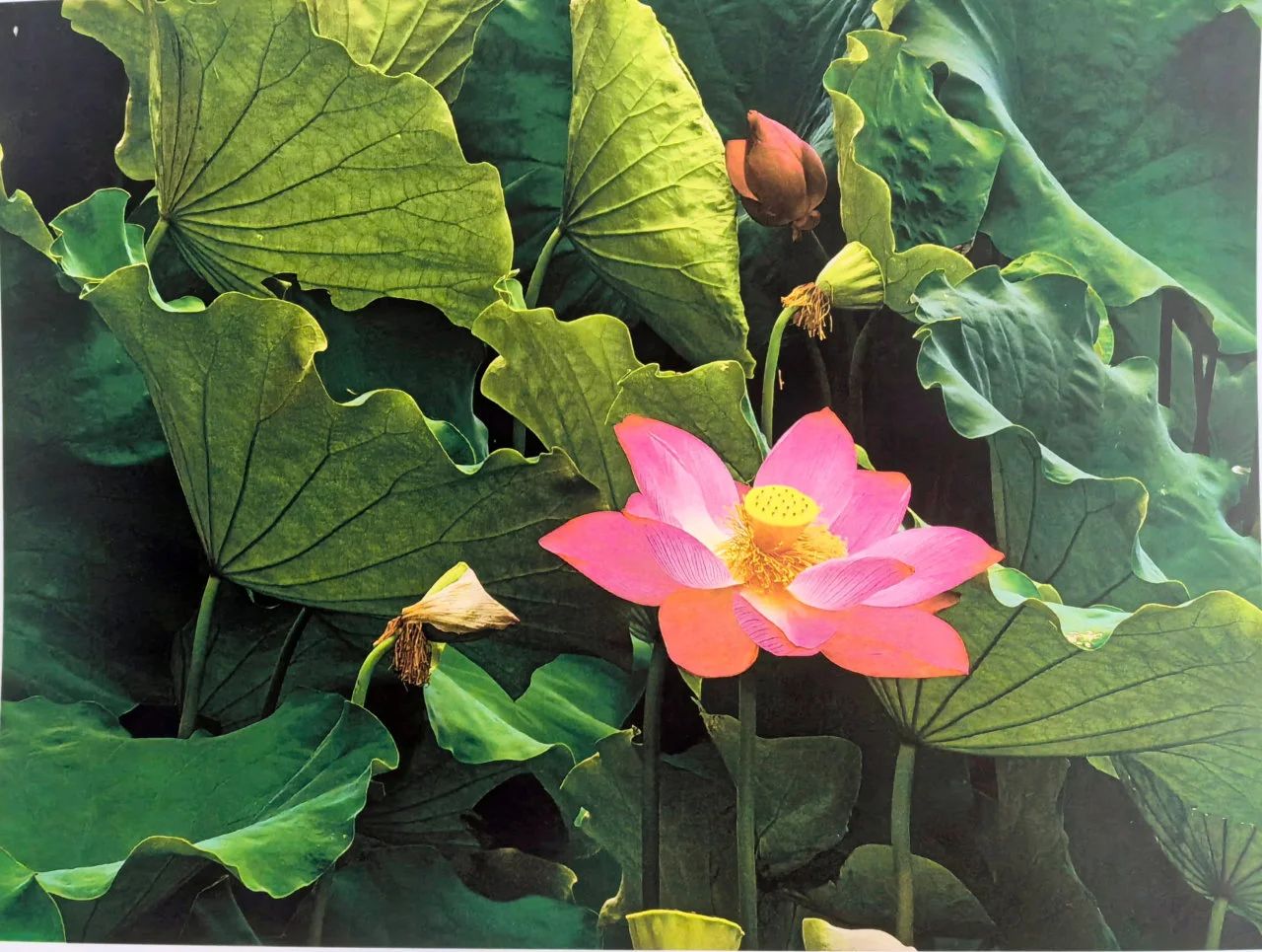 女人与公狍交酡女免费