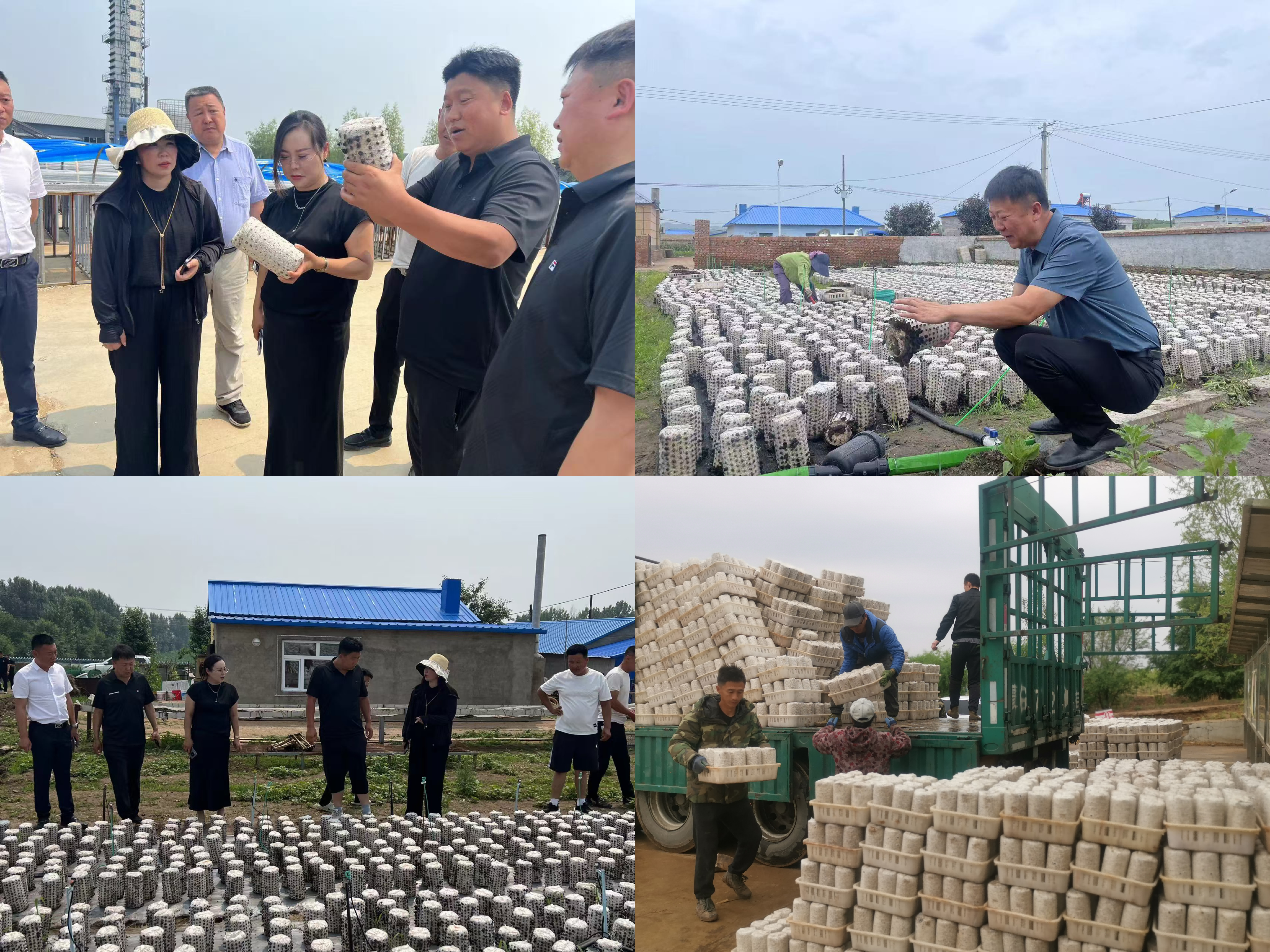 女人与公狍交酡女免费