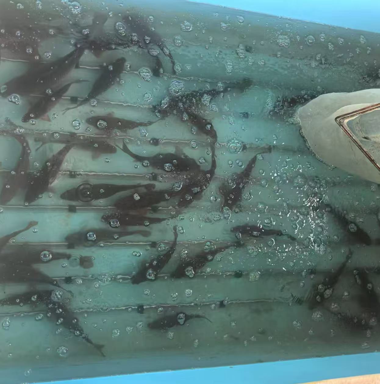 女人与公狍交酡女免费