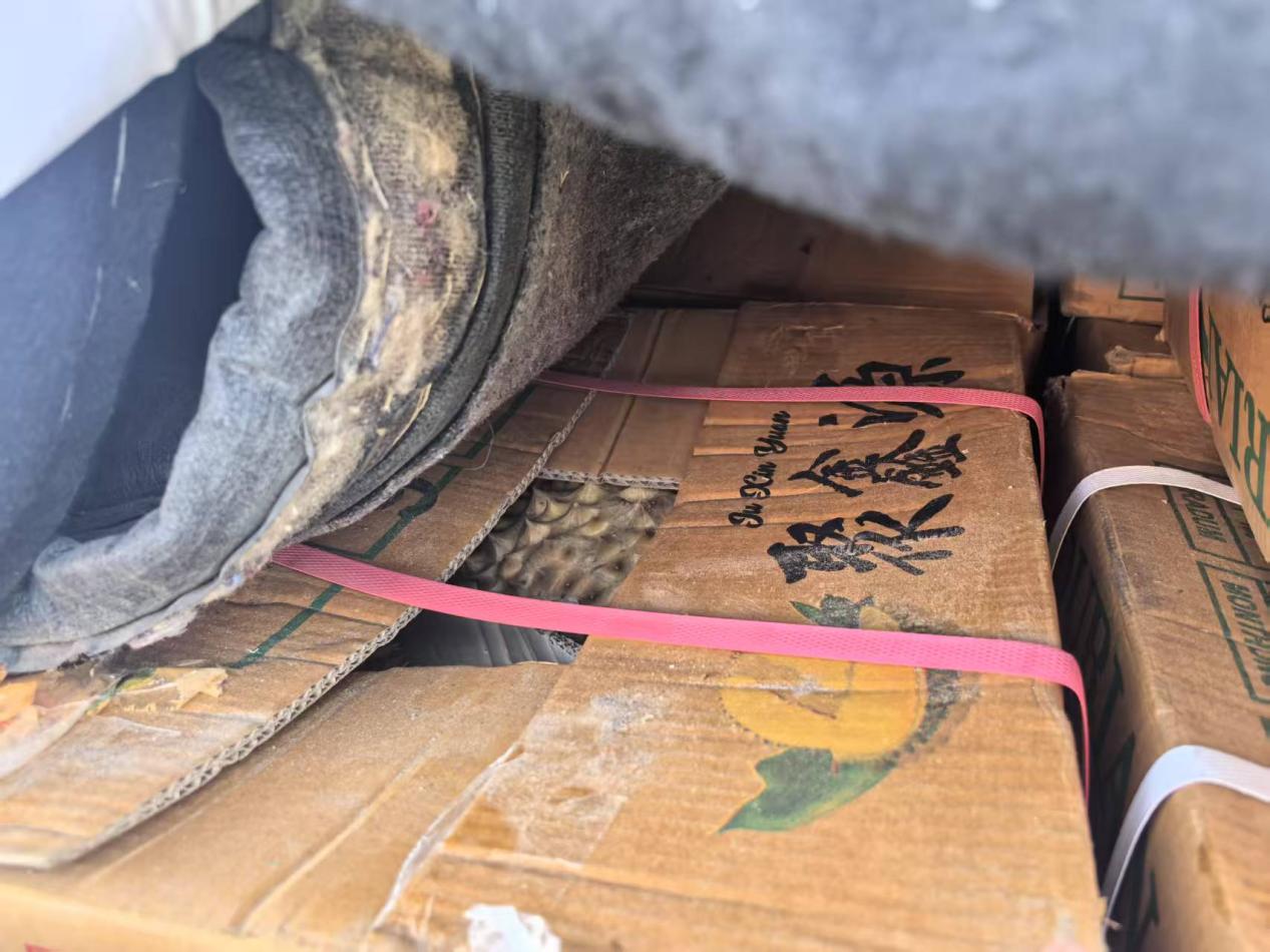 女人与公狍交酡女免费