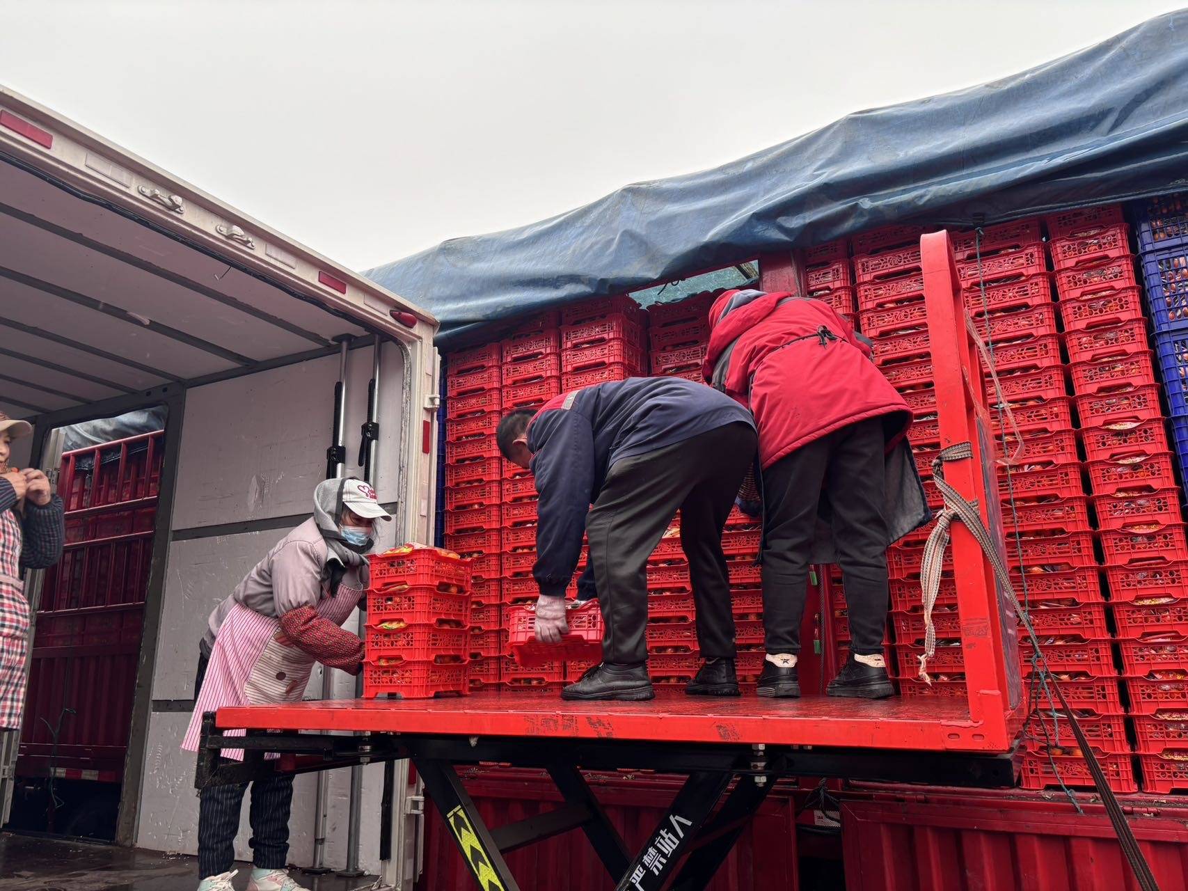 女人与公狍交酡女免费