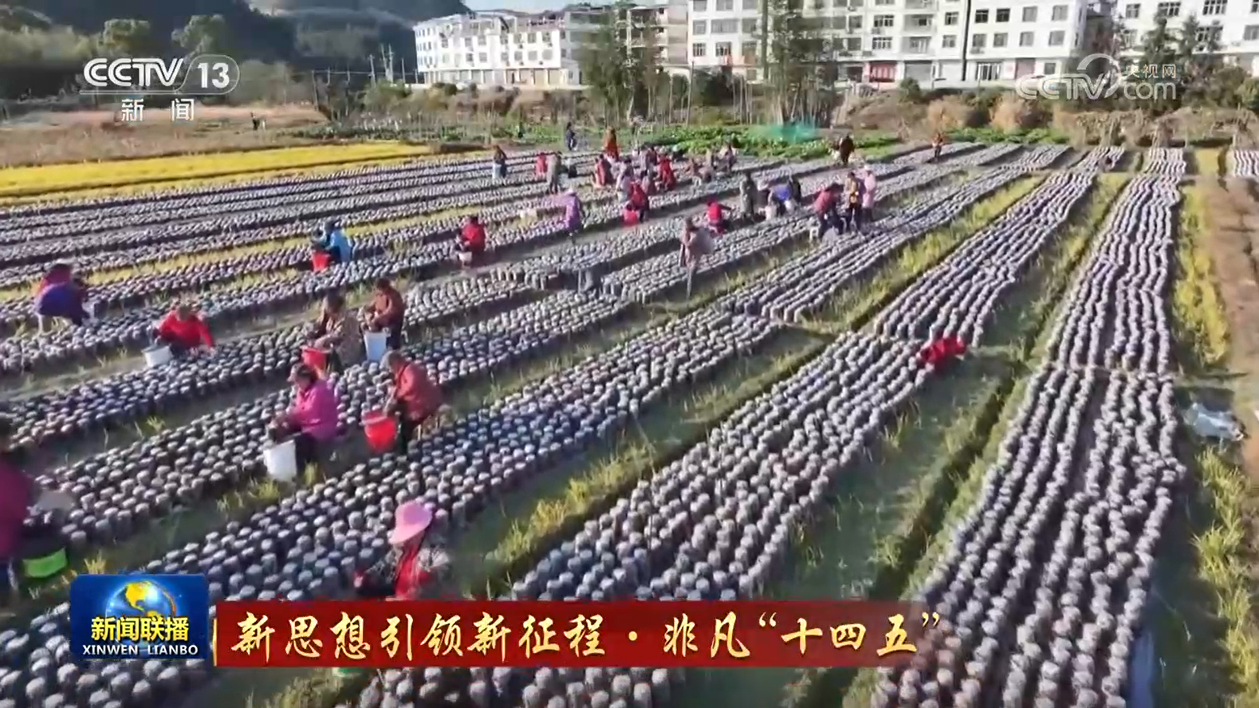 女人与公狍交酡女免费