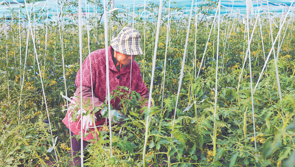 女人与公狍交酡女免费