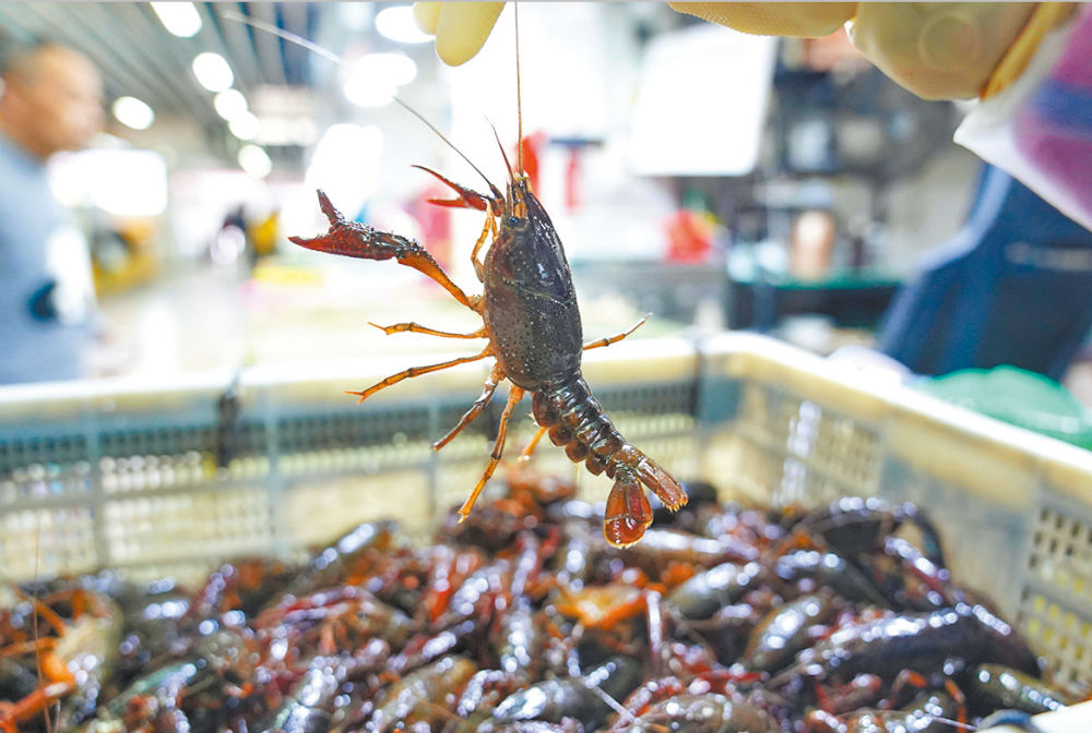 女人与公狍交酡女免费