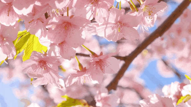 女人与公狍交酡女免费