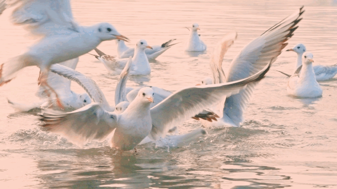 女人与公狍交酡女免费